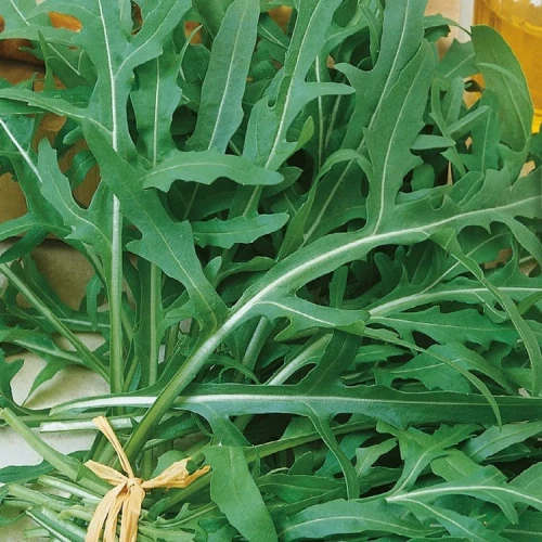 Rukola 'Wilde Rauke' – Nasiona – Kiepenkerl