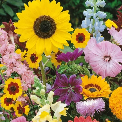 Mieszanka Kwiatów Wysokopiennych – Nasiona – Kiepenkerl