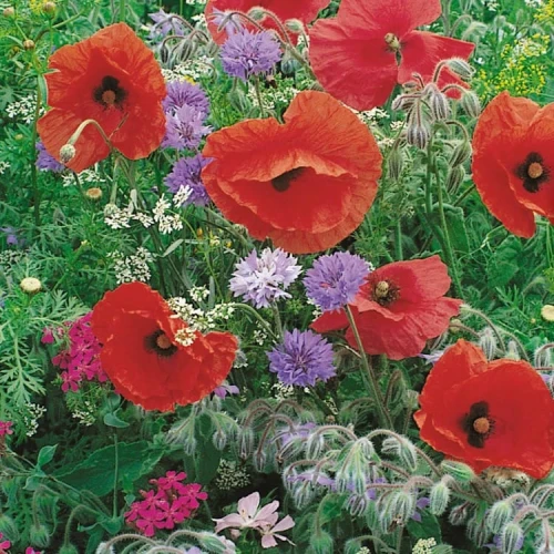 Łąka Kwiatowa Dla Pożytecznych Owadów 'Nutzlingswiese' – Nasiona – Kiepenkerl