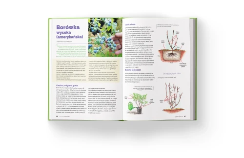 Zestaw Książek Szkoła Cięcia (Rośliny Ozdobne +Drzewa i Krzewy Owocowe) Lucyna i Alicja Grabowska srodek 6