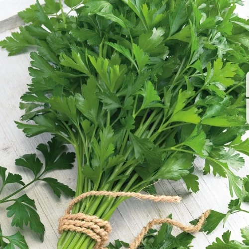 Pietruszka Naciowa 'Einfache Schnitt' – Nasiona – Kiepenkerl