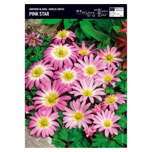 Zawilec grecki – 15 szt. – Anemon Blanda 'Pink Star'