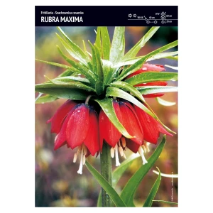 Szachownica Cesarska – 3 szt. – Fritllaria 'Rubra Maxima'