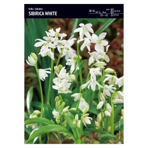 Cebulica – 30 szt. – Scilla 'Sibirica White'