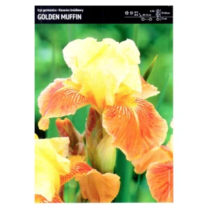 Irys Germanica – 1 szt. – Kosaciec Bródkowy 'Golden Muffin'
