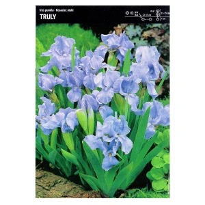 Irys Pumila – 1 szt. – Kosaciec Niski 'Truly'