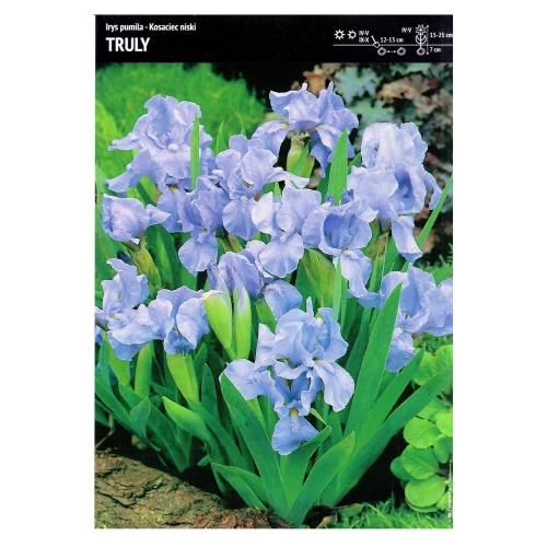 Irys Pumila – 1 szt. – Kosaciec Niski 'Truly'