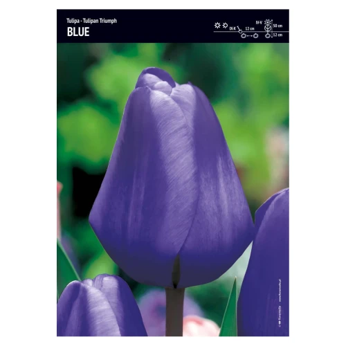Tulipan niebieski – 15 szt. – 'Triumph Blue'