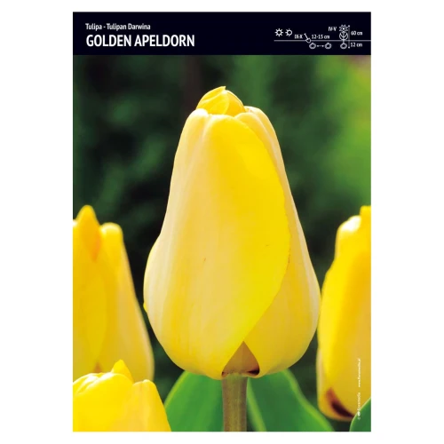Tulipan żółty – 15 szt. – 'Golden Apeldorn'