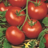 Pomidor Sałatkowy 'Moneymaker' – Nasiona – Kiepenkerl