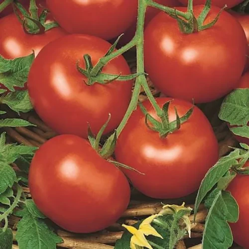 Pomidor Sałatkowy 'Moneymaker' – Nasiona – Kiepenkerl