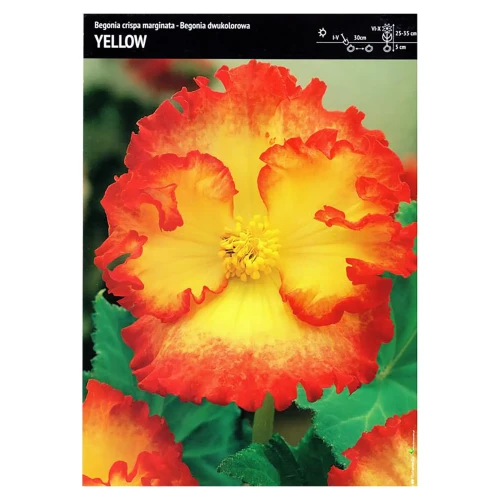 Begonia Dwukolorowa – 3 szt. – 'Yellow'