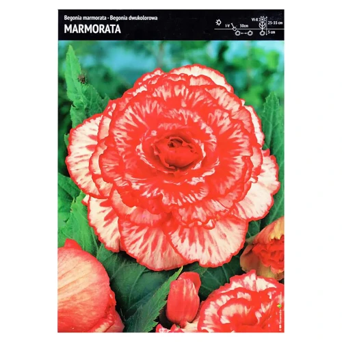 Begonia Dwukolorowa – 3 szt. – 'Marmorata'