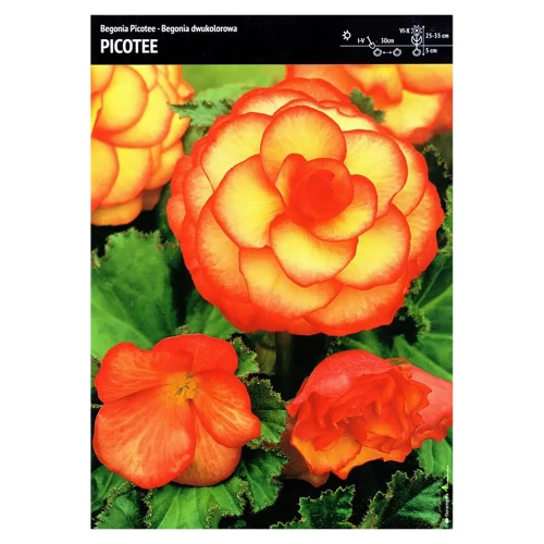 Begonia Dwukolorowa – 3 szt. – 'Picotee'