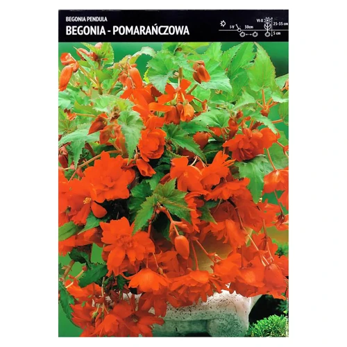 Begonia Kaskadowa Pomarańczowa – 3 szt.
