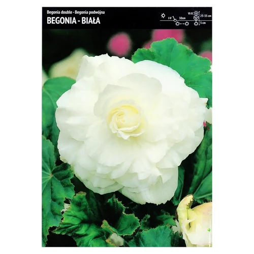 Begonia Podwójna Biała – 3 szt.