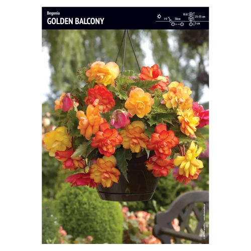 Begonia Zwisająca – 3 szt. – Pełna Pachnąca 'Golden Balcony'