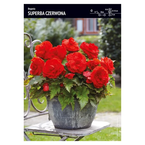 Begonia Superba Czerwona – 3 szt.