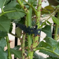 Agro Opaska 10 szt. foto 2