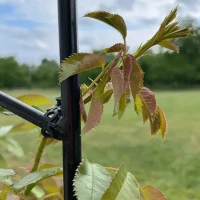 Agro Opaska 10 szt. foto 3