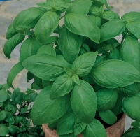 Bazylia 'Genoveser' – Nasiona – Kiepenkerl