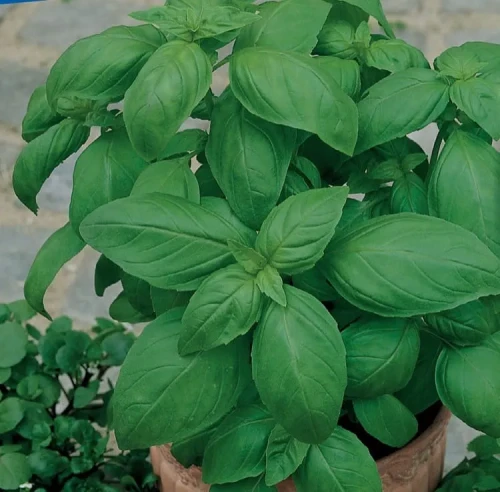 Bazylia 'Genoveser' – Nasiona – Kiepenkerl