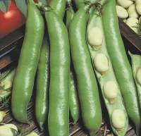 Bób 'Dreifach Weiße' – Nasiona – Kiepenkerl