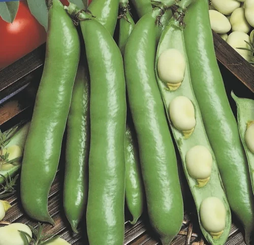 Bób 'Dreifach Weiße' – Nasiona – Kiepenkerl