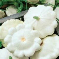 Cukinia 'Custard White' – Nasiona – Kiepenkerl