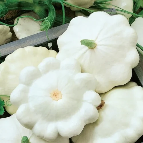 Cukinia 'Custard White' – Nasiona – Kiepenkerl