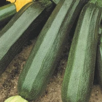 Cukinia 'Diamant' – Nasiona – Kiepenkerl