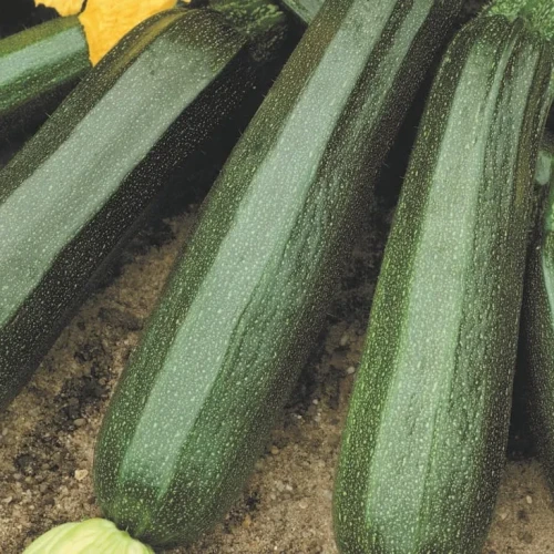 Cukinia 'Diamant' – Nasiona – Kiepenkerl