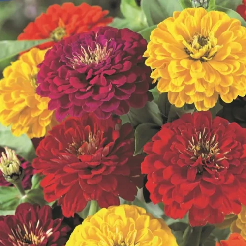 Cynia 'Espana' Mix – Nasiona – Kiepenkerl