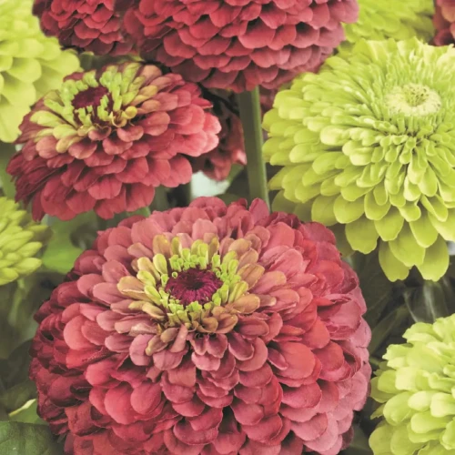 Cynia 'Red Lime + Green Lime' – Nasiona – Kiepenkerl