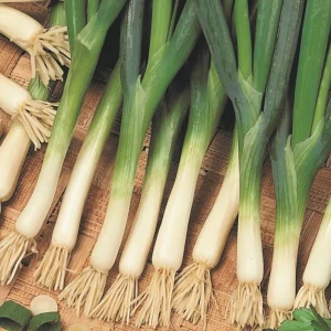 Czosnek Dęty 'Kaigaro' – Nasiona – Kiepenkerl