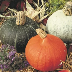 Dynia Ozdobna Hokkaido 'Mischung' – Nasiona – Kiepenkerl