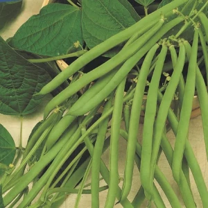 Fasola Zwykła 'Maxi' – Nasiona – Kiepenkerl