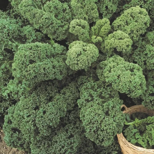 Jarmuż 'Halbhoher Grüner Krauser' – Nasiona – Kiepenkerl