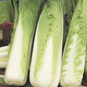Kapusta Pekińska 'Michihili' – Nasiona – Kiepenkerl