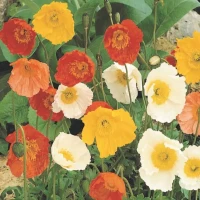 Mak Nagołodygowy 'Pastell-Mix' – Nasiona – Kiepenkerl kopia