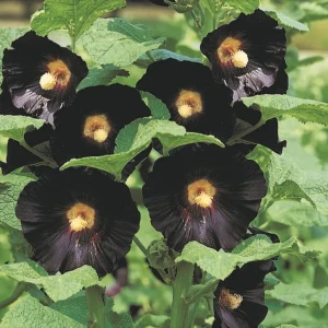 Malwa Ogrodowa 'Nigra' – Nasiona – Kiepenkerl