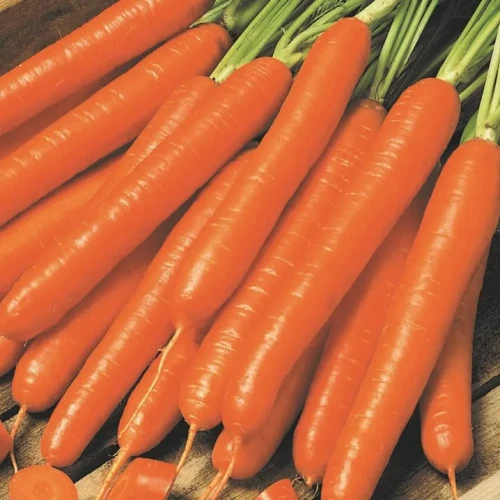 Marchew 'Nantaise 2 Marktgärtner' – Nasiona – Kiepenkerl