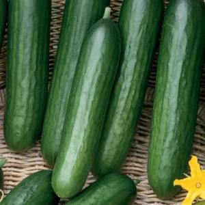 Ogórek Gruntowy 'Tristan' F1 – Nasiona – Kiepenkerl