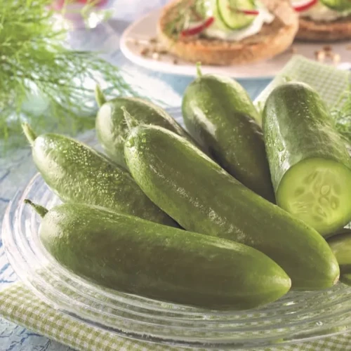 Ogórek Sałatkowy 'Salamanda' F1 – Nasiona – Kiepenkerl