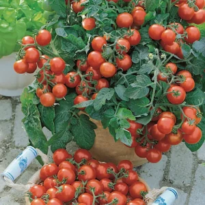 Pomidor Cherry 'Vilma' F1 – Nasiona – Kiepenkerl