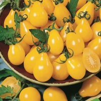 Pomidor Cherry 'Yellow Pearshaped' – Nasiona – Kiepenkerl