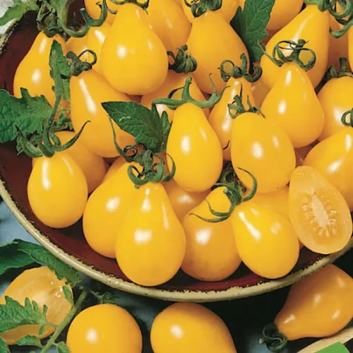 Pomidor Cherry 'Yellow Pearshaped' – Nasiona – Kiepenkerl