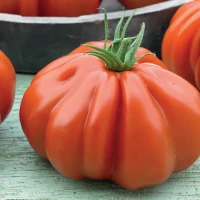 Pomidor 'Deko' F1 (Bawole Serce) – Nasiona – Kiepenkerl