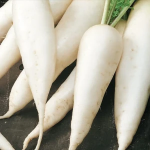 Rzodkiewka 'Rampouch' – Nasiona – Kiepenkerl