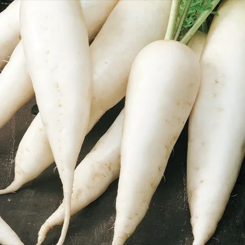 Rzodkiewka 'Rampouch' – Nasiona – Kiepenkerl